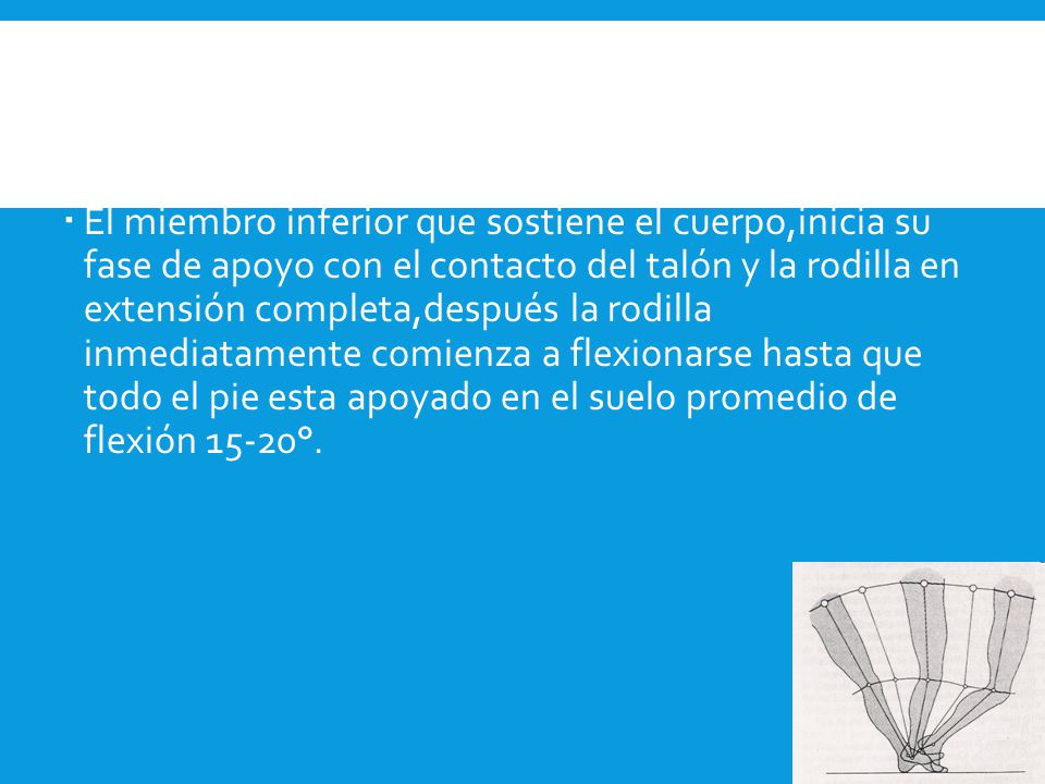 FLEXIÓN DE LA RODILLA DESPUÉS DEL CONTACTO DEL TALÓN EN LA FASE DE APOYO