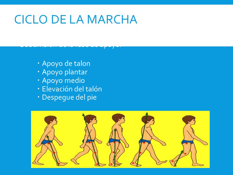 CICLO DE LA MARCHA Subdivisión de la fase de apoyo: Apoyo de talon