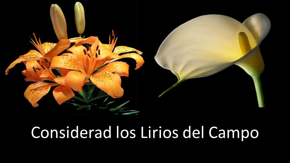 Considerad los Lirios del Campo