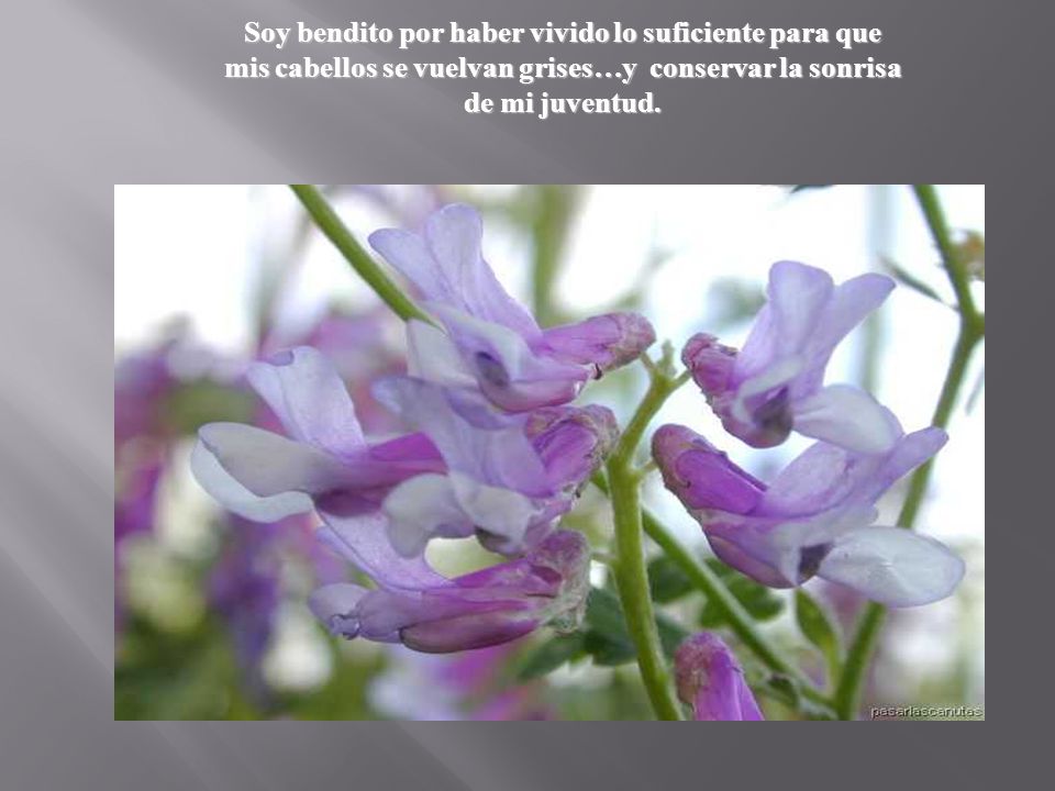 Soy bendito por haber vivido lo suficiente para que mis cabellos se vuelvan grises…y conservar la sonrisa de mi juventud.