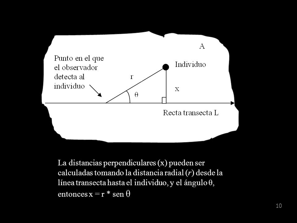 La distancias perpendiculares (x) pueden ser calculadas tomando la distancia radial (r) desde la línea transecta hasta el individuo, y el ángulo θ, entonces x = r * sen θ