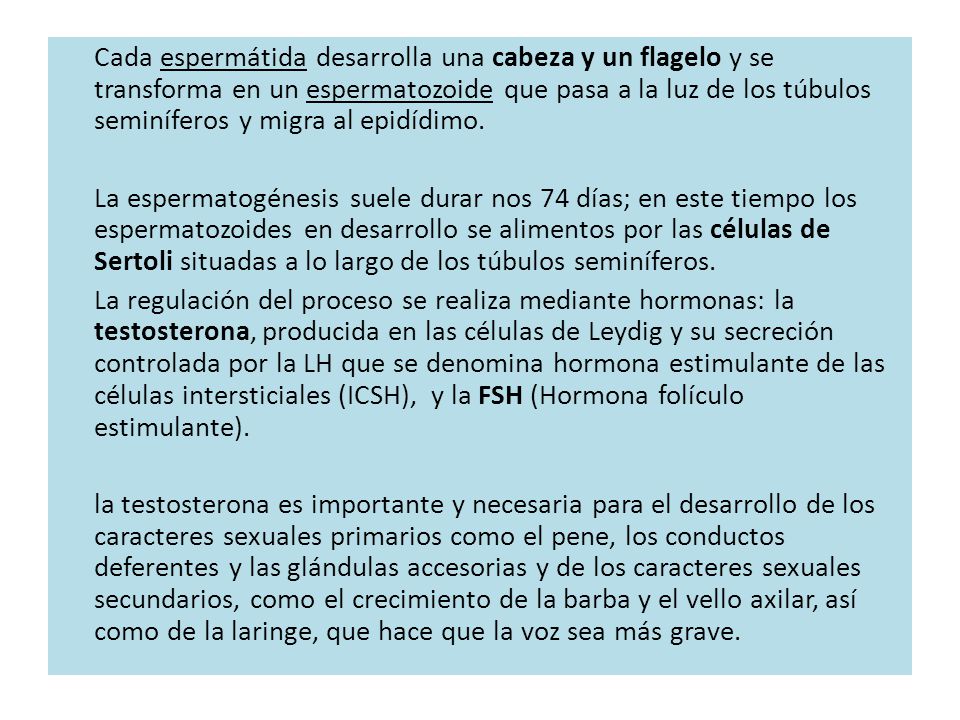 Cada espermátida desarrolla una cabeza y un flagelo y se transforma en un espermatozoide que pasa a la luz de los túbulos seminíferos y migra al epidídimo.