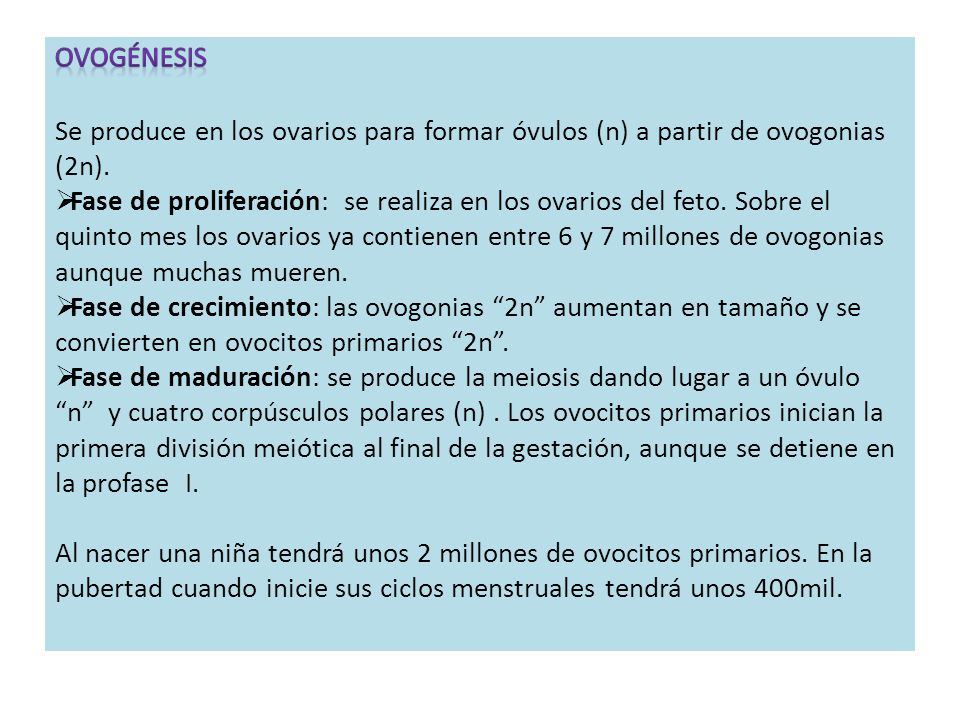 OVOgénesis Se produce en los ovarios para formar óvulos (n) a partir de ovogonias (2n).