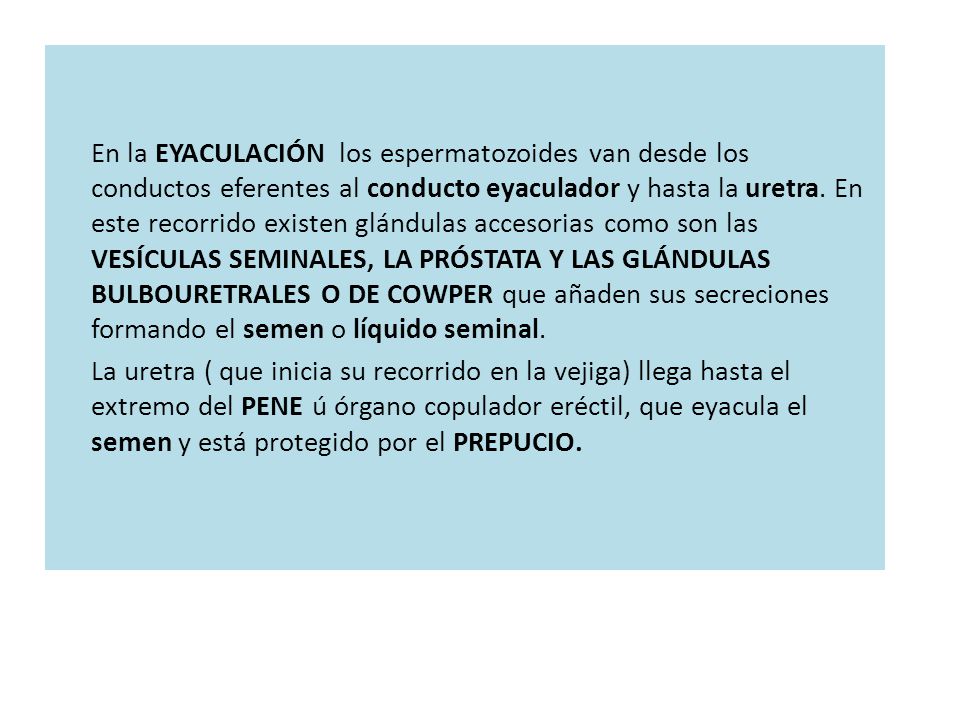 En la EYACULACIÓN los espermatozoides van desde los conductos eferentes al conducto eyaculador y hasta la uretra.