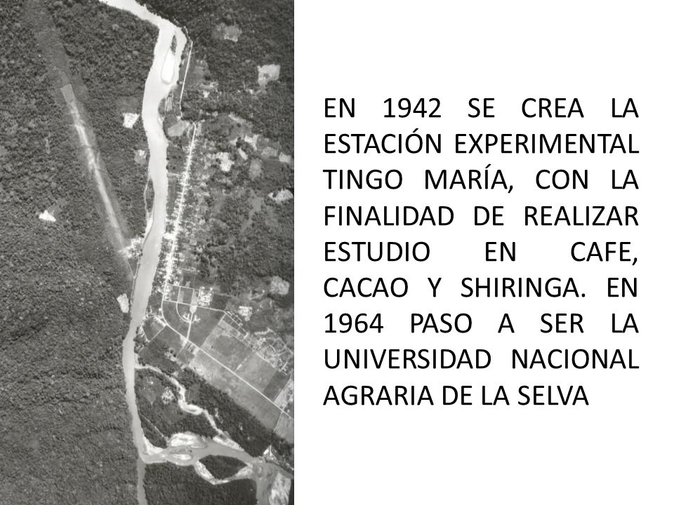 EN 1942 SE CREA LA ESTACIÓN EXPERIMENTAL TINGO MARÍA, CON LA FINALIDAD DE REALIZAR ESTUDIO EN CAFE, CACAO Y SHIRINGA.