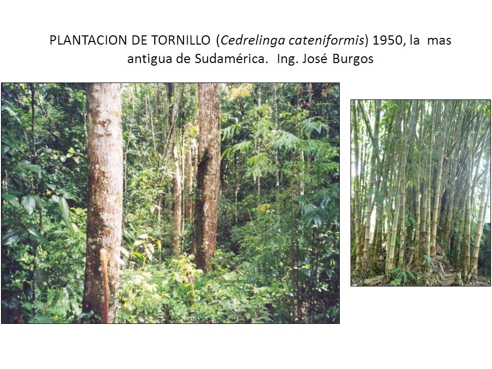 PLANTACION DE TORNILLO (Cedrelinga cateniformis) 1950, la mas antigua de Sudamérica.
