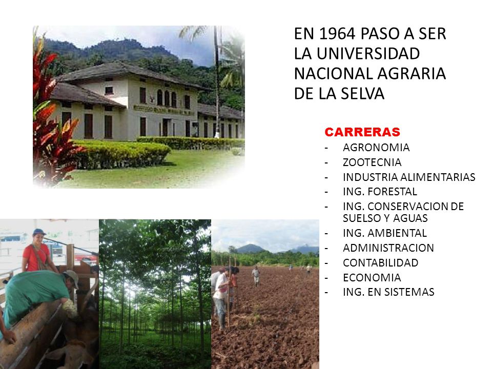EN 1964 PASO A SER LA UNIVERSIDAD NACIONAL AGRARIA DE LA SELVA