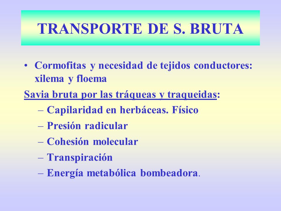 TRANSPORTE DE S. BRUTA Cormofitas y necesidad de tejidos conductores: xilema y floema. Savia bruta por las tráqueas y traqueidas: