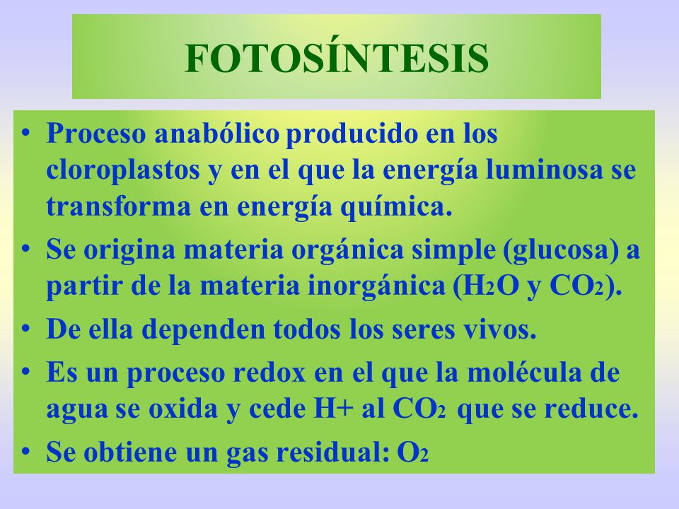 FOTOSÍNTESIS Proceso anabólico producido en los cloroplastos y en el que la energía luminosa se transforma en energía química.