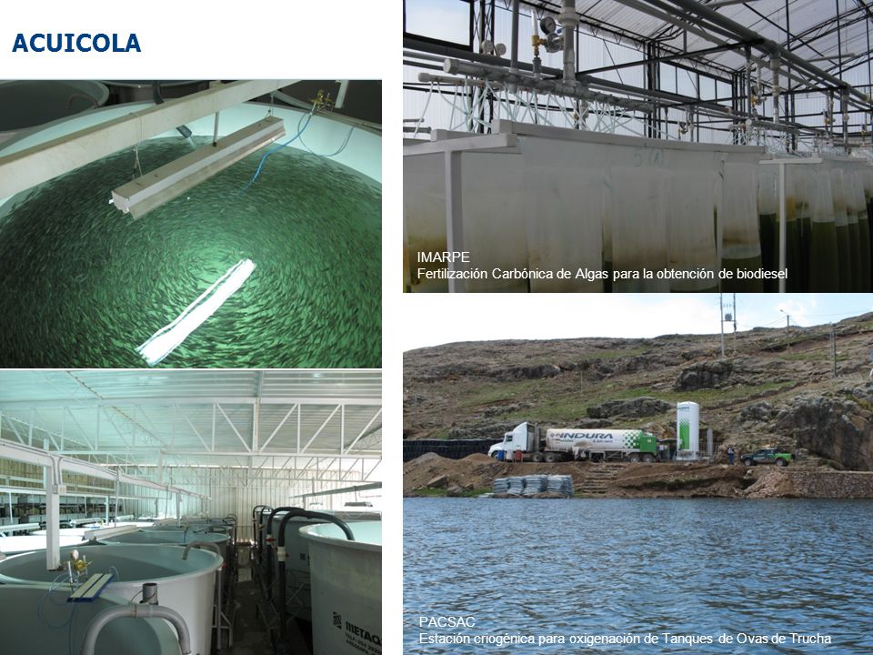 ACUICOLA IMARPE. Fertilización Carbónica de Algas para la obtención de biodiesel. PACSAC.