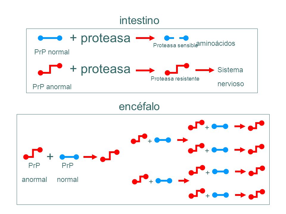 + proteasa + proteasa + intestino encéfalo + + PrP normal aminoácidos