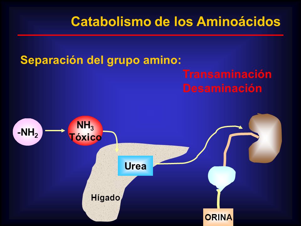 Catabolismo de los Aminoácidos