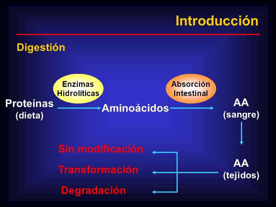 Introducción Digestión Proteínas AA Aminoácidos Sin modificación AA