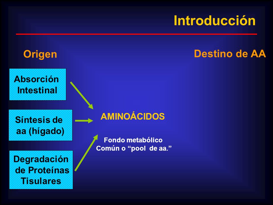 Introducción Origen Destino de AA Absorción Intestinal AMINOÁCIDOS