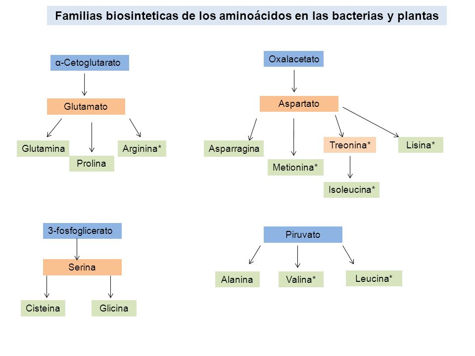 Familias biosinteticas de los aminoácidos en las bacterias y plantas