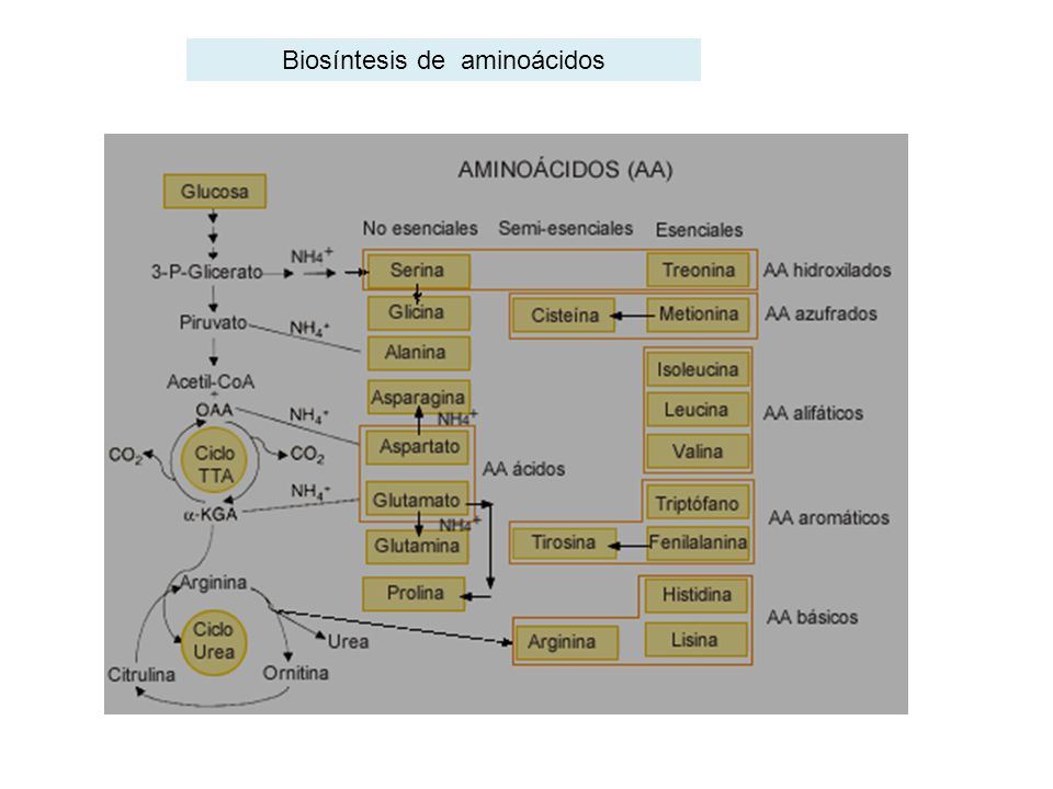 Biosíntesis de aminoácidos