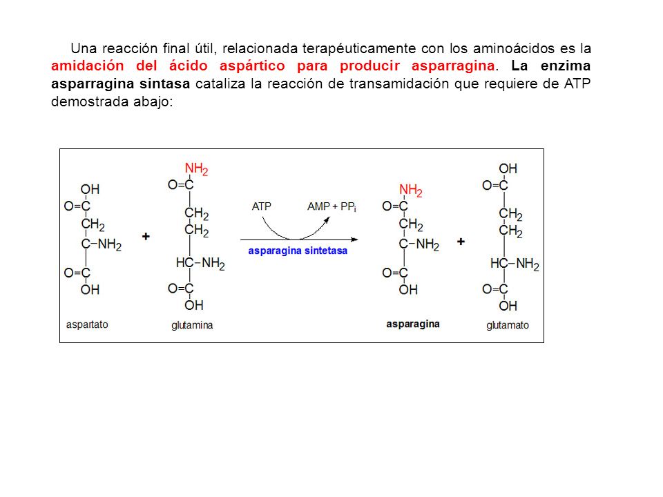Una reacción final útil, relacionada terapéuticamente con los aminoácidos es la amidación del ácido aspártico para producir asparragina.