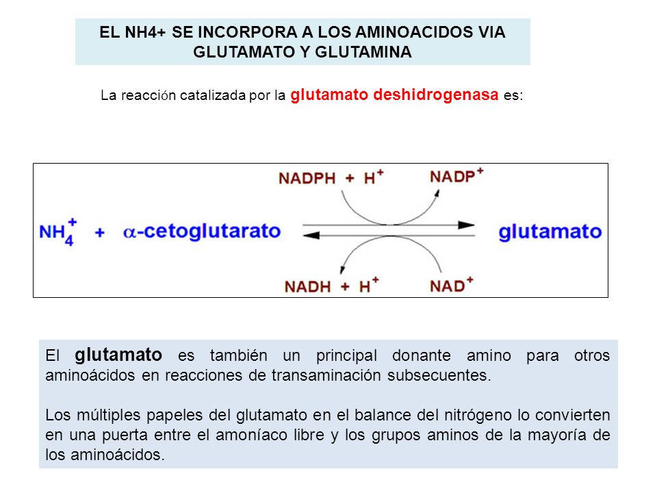 EL NH4+ SE INCORPORA A LOS AMINOACIDOS VIA GLUTAMATO Y GLUTAMINA