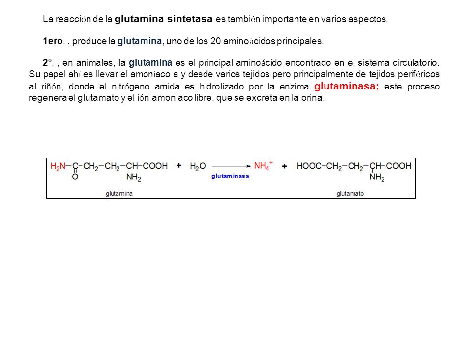 La reacción de la glutamina sintetasa es también importante en varios aspectos.