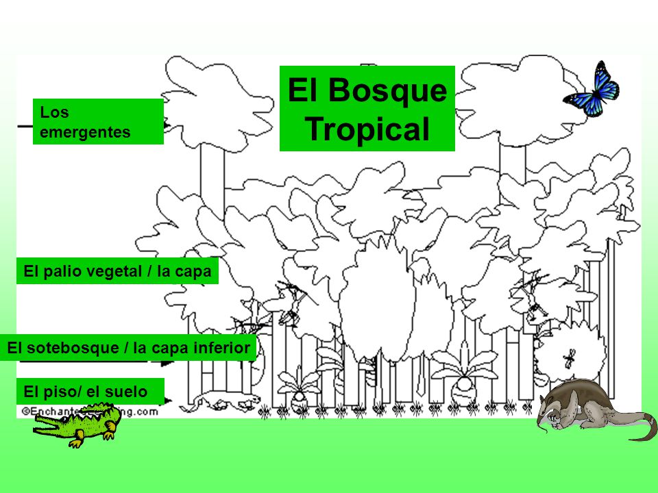 El Bosque Tropical Los emergentes El palio vegetal / la capa