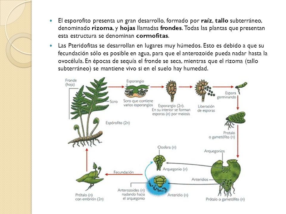 El esporofito presenta un gran desarrollo, formado por raíz, tallo subterráneo, denominado rizoma, y hojas llamadas frondes. Todas las plantas que presentan esta estructura se denominan cormofitas.
