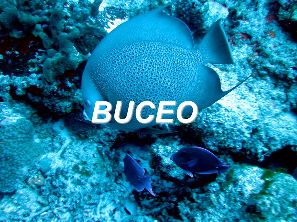 BUCEO