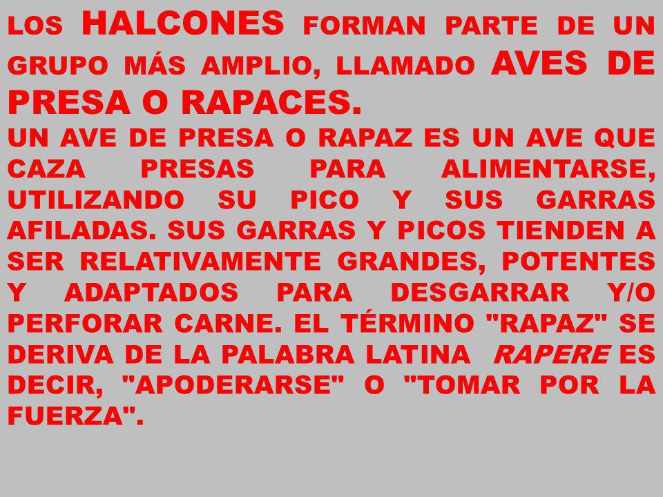 LOS HALCONES FORMAN PARTE DE UN GRUPO MÁS AMPLIO, LLAMADO AVES DE PRESA O RAPACES.