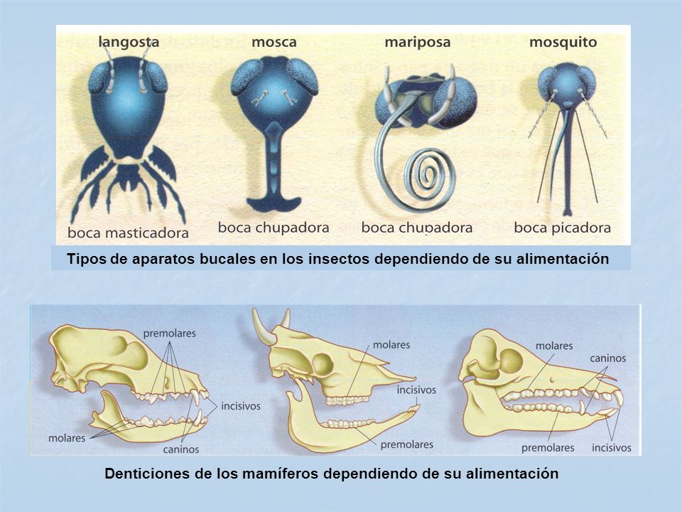 Tipos de aparatos bucales en los insectos dependiendo de su alimentación