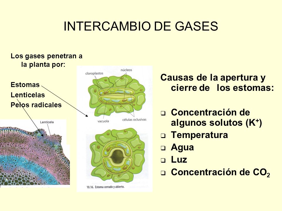 INTERCAMBIO DE GASES Causas de la apertura y cierre de los estomas: