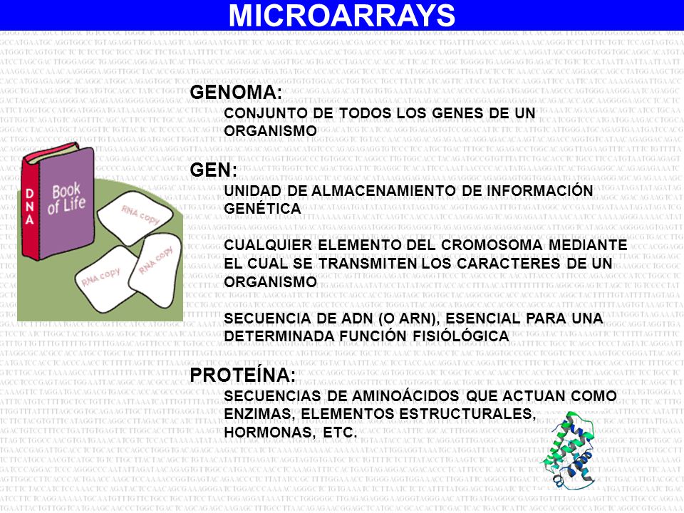 GENOMA: GEN: PROTEÍNA: CONJUNTO DE TODOS LOS GENES DE UN ORGANISMO