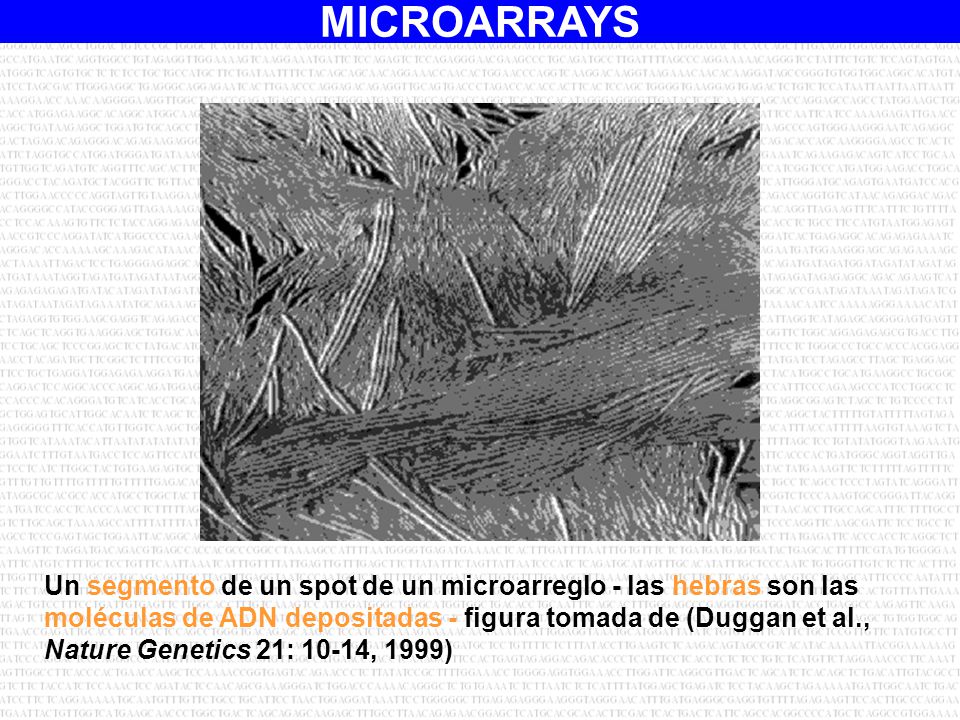 Un segmento de un spot de un microarreglo - las hebras son las moléculas de ADN depositadas - figura tomada de (Duggan et al., Nature Genetics 21: 10-14, 1999)