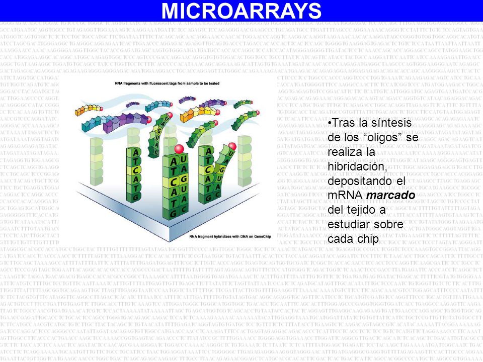 •Tras la síntesis de los oligos se. realiza la. hibridación, depositando el. mRNA marcado. del tejido a.