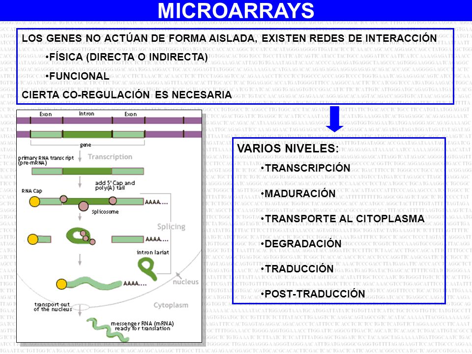 LOS GENES NO ACTÚAN DE FORMA AISLADA, EXISTEN REDES DE INTERACCIÓN