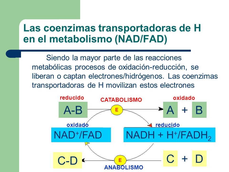 Las coenzimas transportadoras de H en el metabolismo (NAD/FAD)