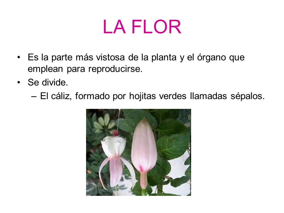 LA FLOR Es la parte más vistosa de la planta y el órgano que emplean para reproducirse. Se divide.