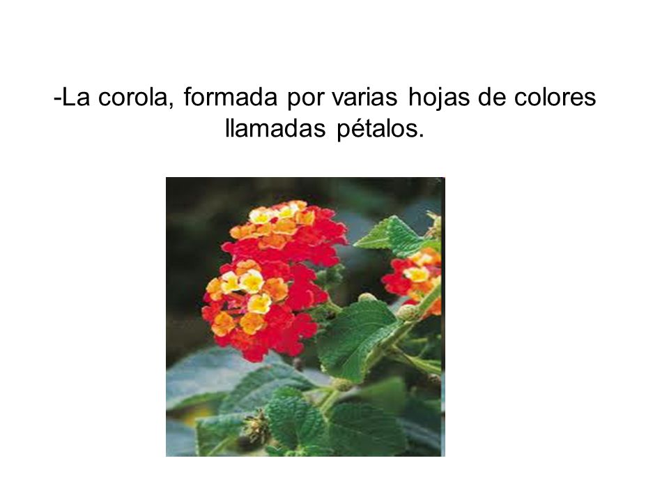 -La corola, formada por varias hojas de colores llamadas pétalos.