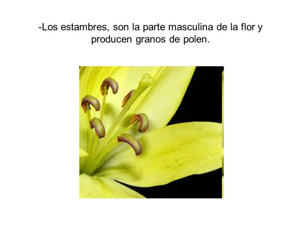-Los estambres, son la parte masculina de la flor y producen granos de polen.