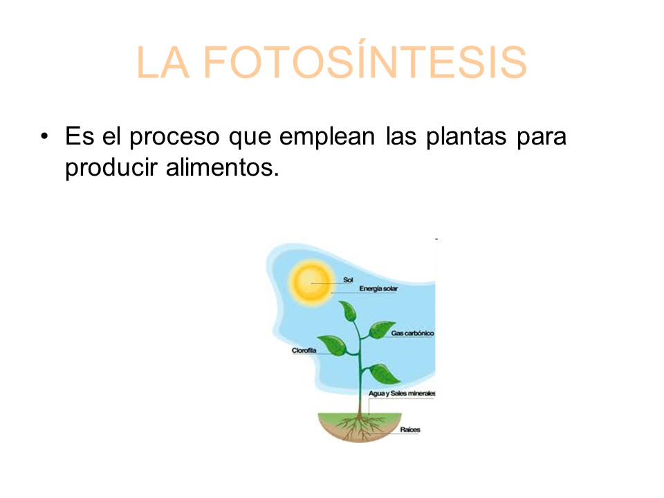 LA FOTOSÍNTESIS Es el proceso que emplean las plantas para producir alimentos.