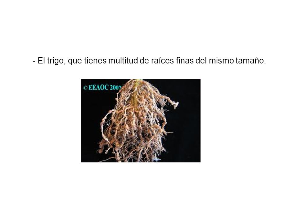 - El trigo, que tienes multitud de raíces finas del mismo tamaño.