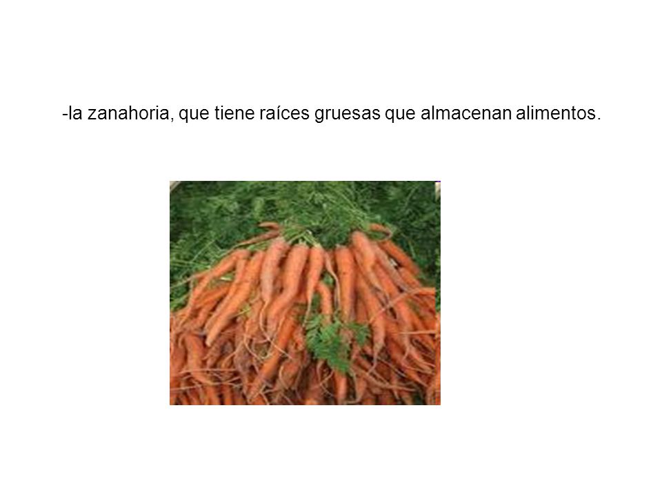 -la zanahoria, que tiene raíces gruesas que almacenan alimentos.