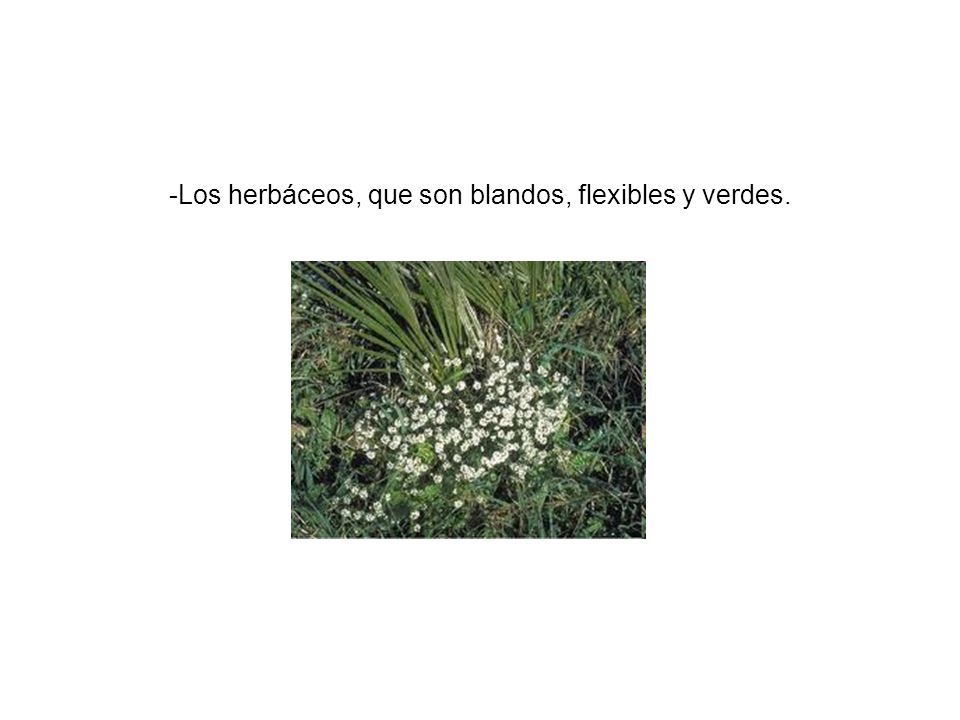 Los herbáceos, que son blandos, flexibles y verdes.