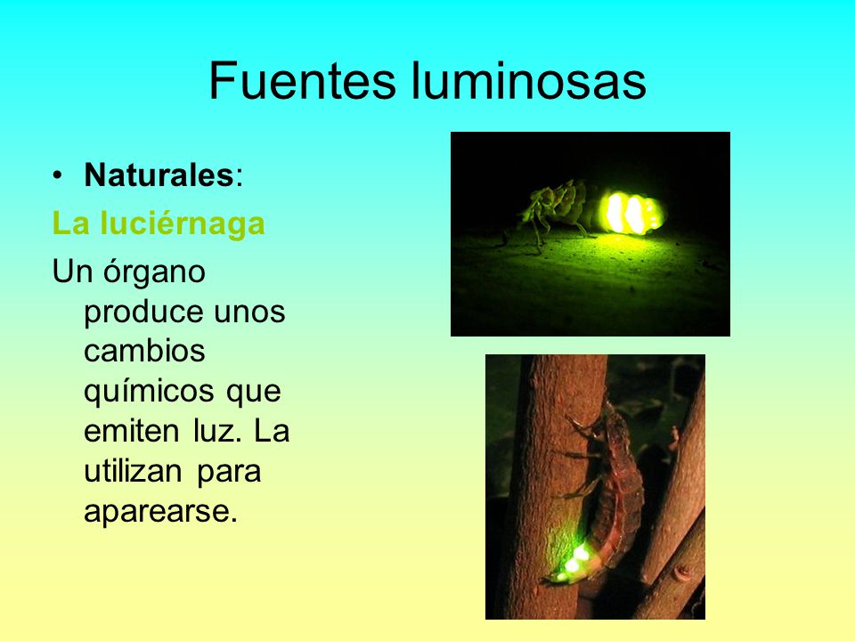 Fuentes luminosas Naturales: La luciérnaga