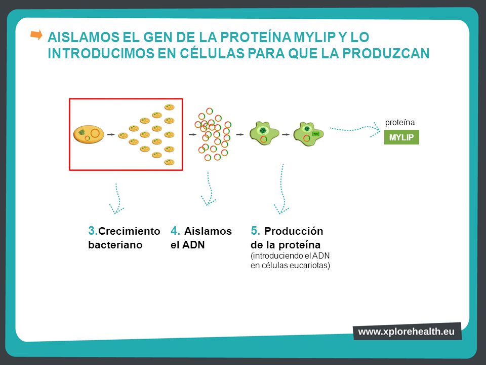 AISLAMOS EL GEN DE LA PROTEÍNA MYLIP Y LO INTRODUCIMOS EN CÉLULAS PARA QUE LA PRODUZCAN