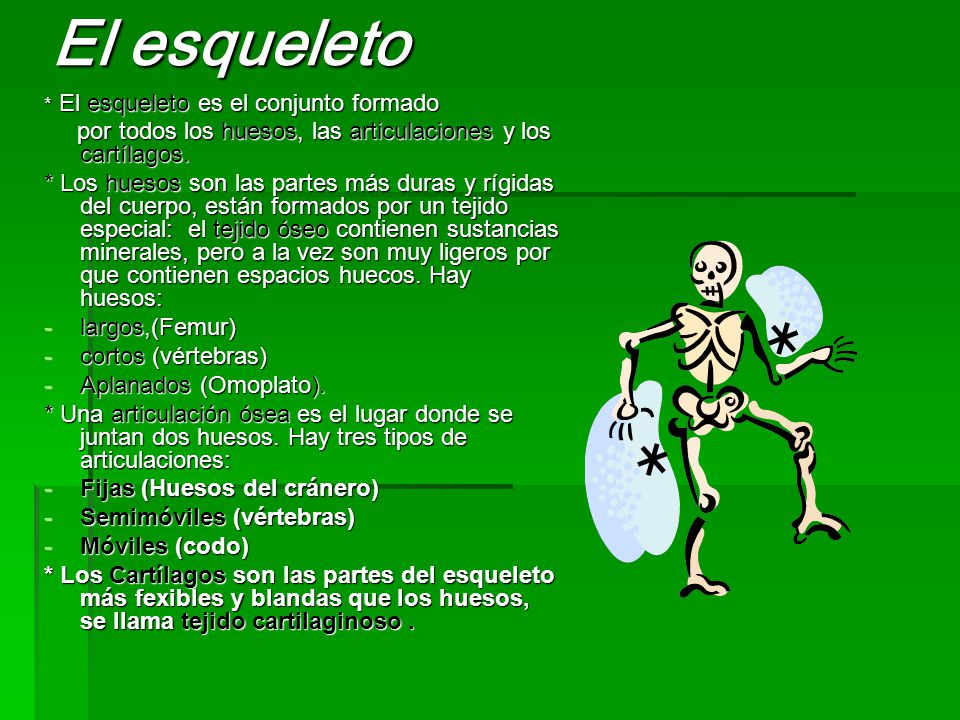 El esqueleto * El esqueleto es el conjunto formado. por todos los huesos, las articulaciones y los cartílagos.