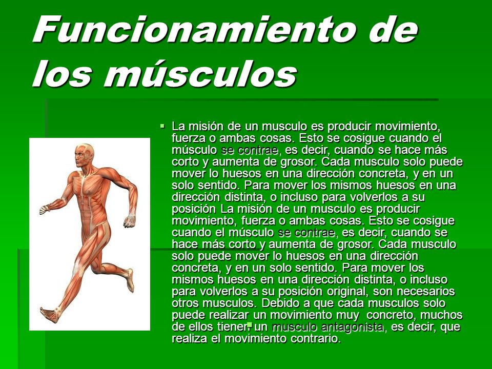 Funcionamiento de los músculos