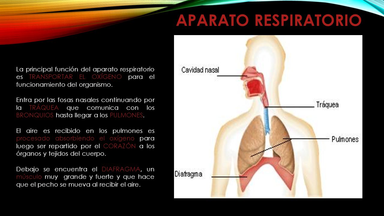 Aparato respiratorio La principal función del aparato respiratorio es transportar el oxígeno para el funcionamiento del organismo.