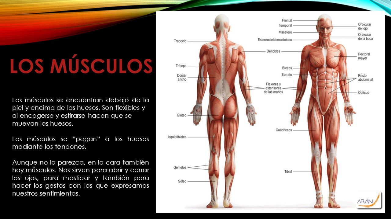 Los músculos Los músculos se encuentran debajo de la piel y encima de los huesos. Son flexibles y. al encogerse y estirarse hacen que se.