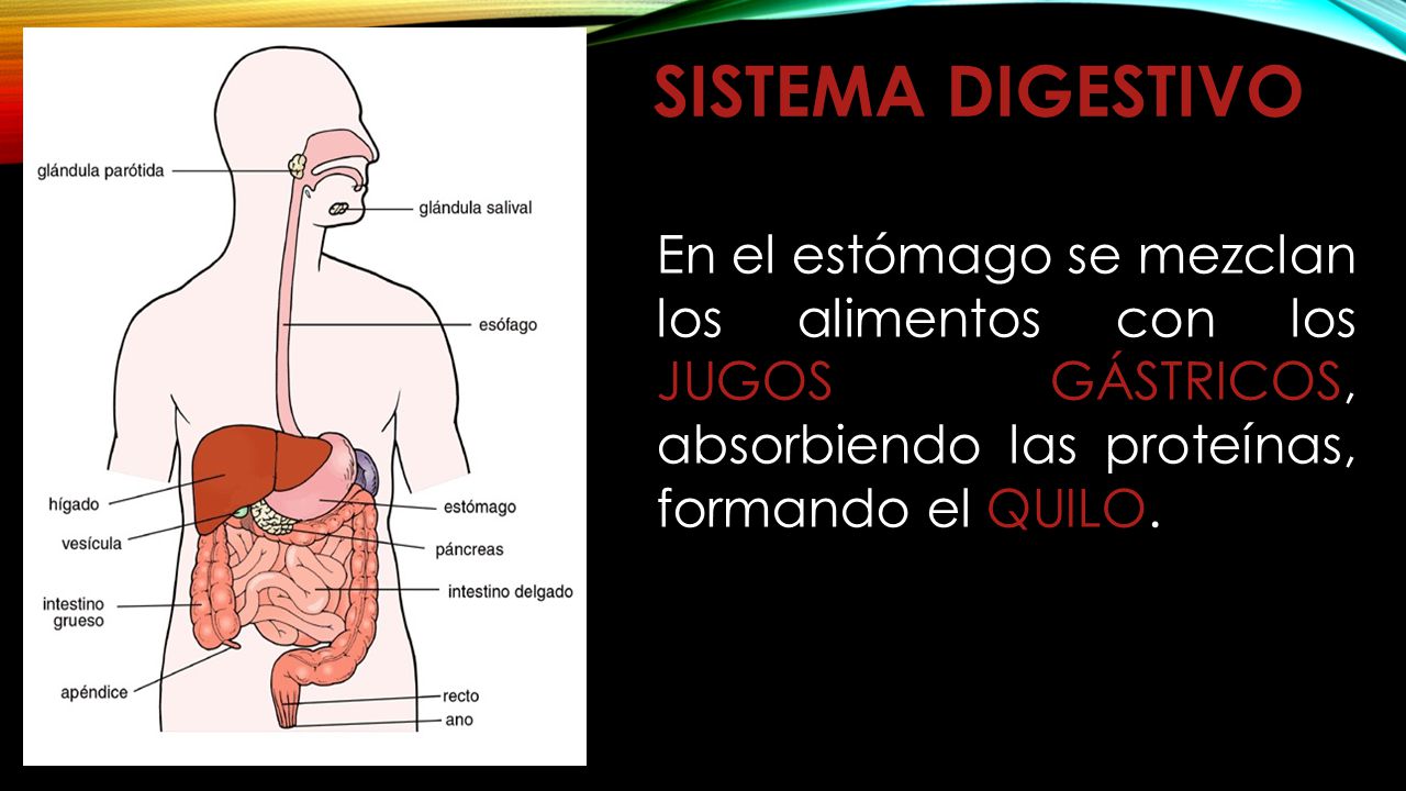 Sistema digestivo En el estómago se mezclan los alimentos con los jugos gástricos, absorbiendo las proteínas, formando el quilo.