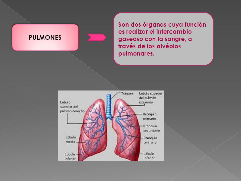 Son dos órganos cuya función es realizar el intercambio gaseoso con la sangre, a través de los alvéolos pulmonares.