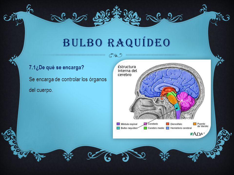 bulBO RAQUÍDEO 7.1¿De qué se encarga Se encarga de controlar los órganos del cuerpo.